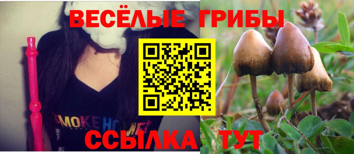 Курчатов  Псилоцибиновые грибы GOLDEN TEACHER  Вход с VPN 